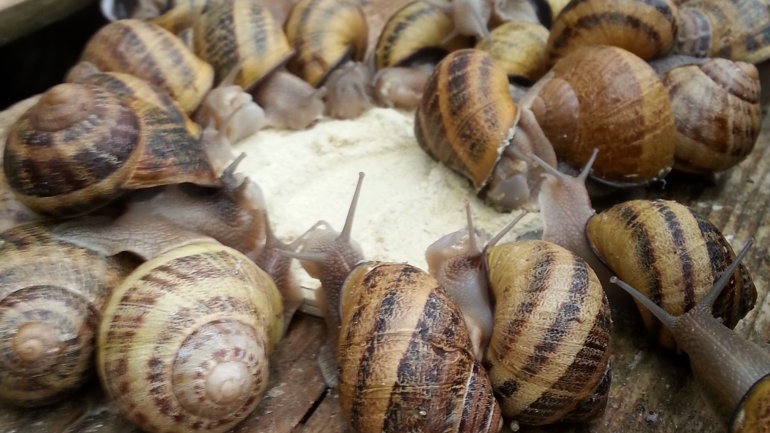 escargots