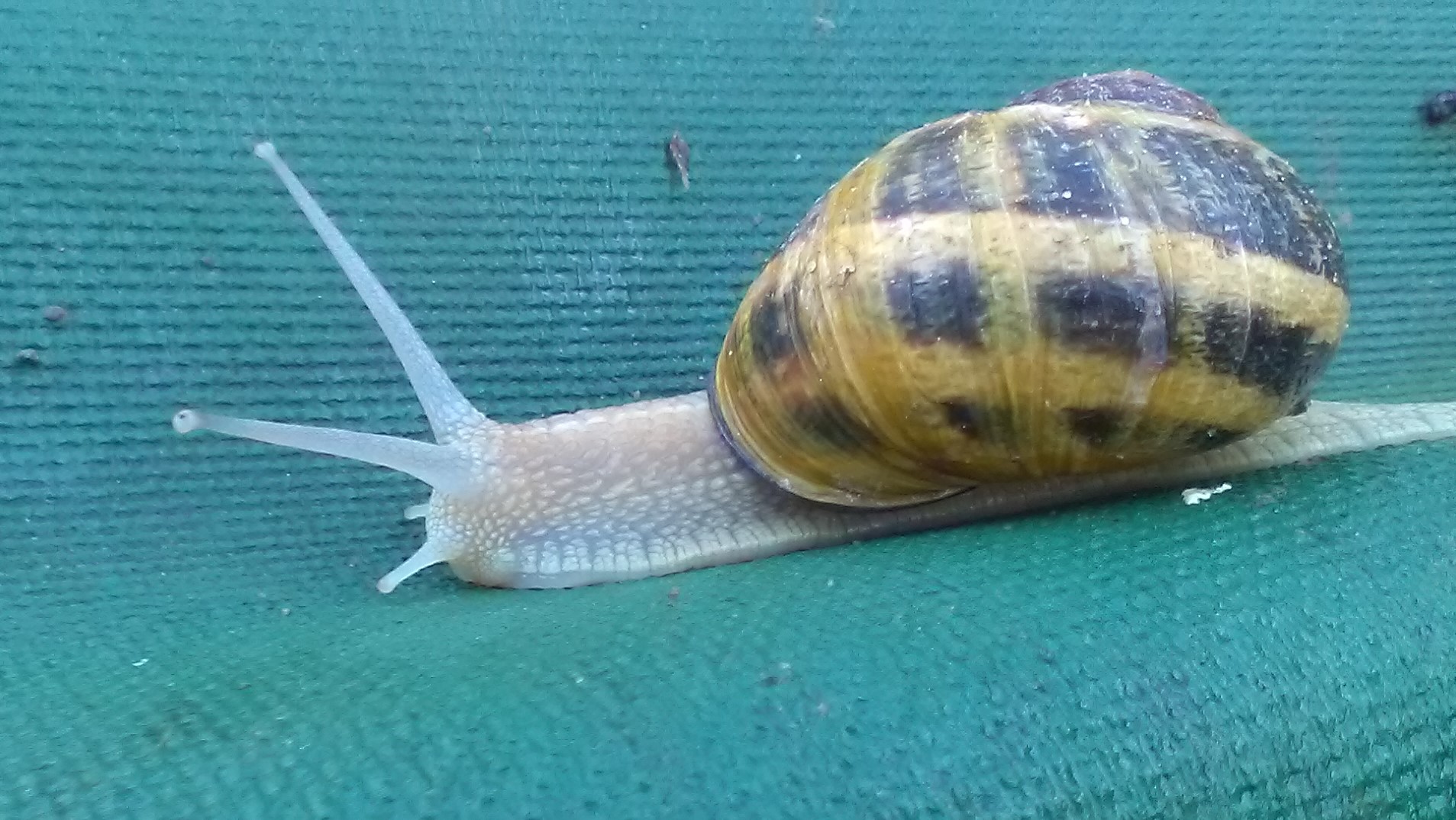escargots