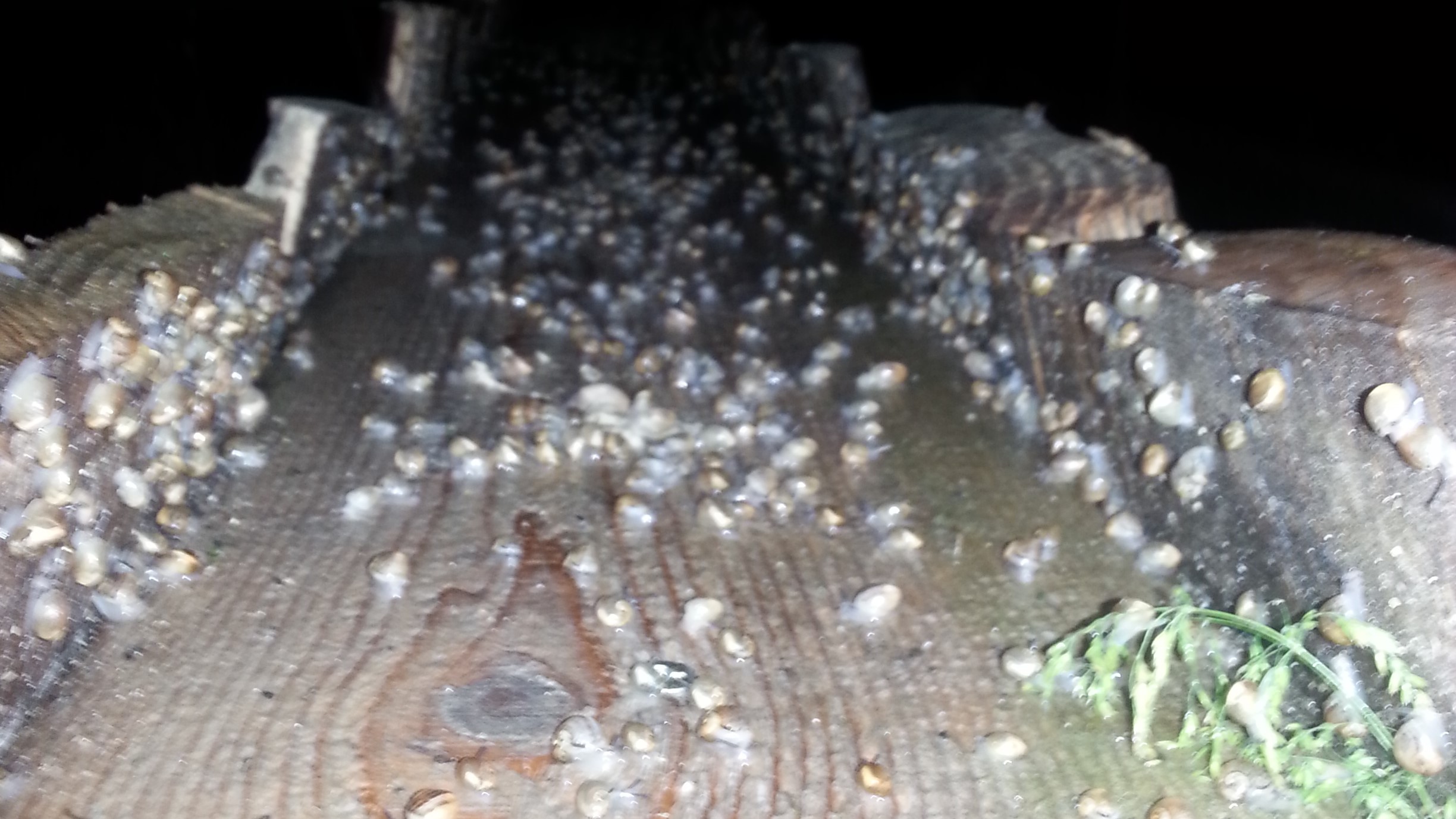 escargots